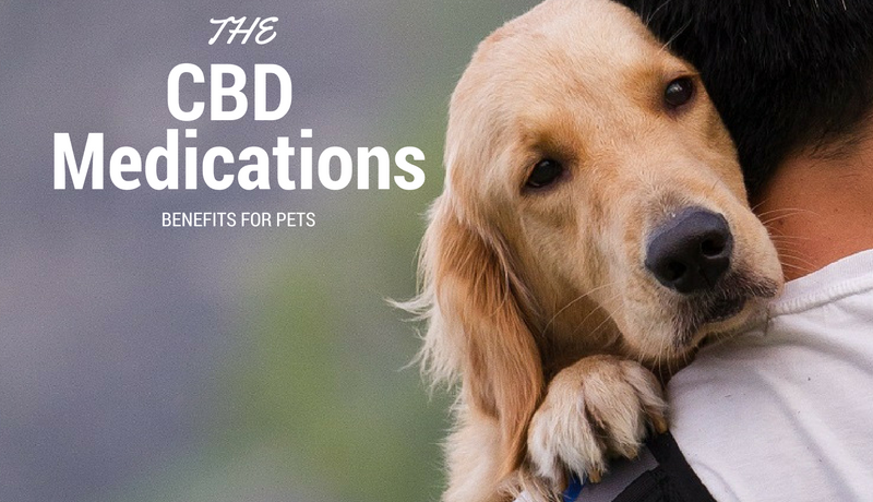 Canine Health – Treating Seizures With Cannabis